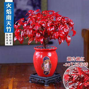 火焰南天竹盆栽红叶小盆景耐寒植物室内桌面好养观叶花卉四季绿植
