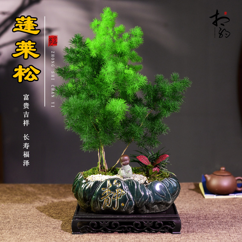 蓬莱松室内盆栽植物老桩绿植办公桌面绿植