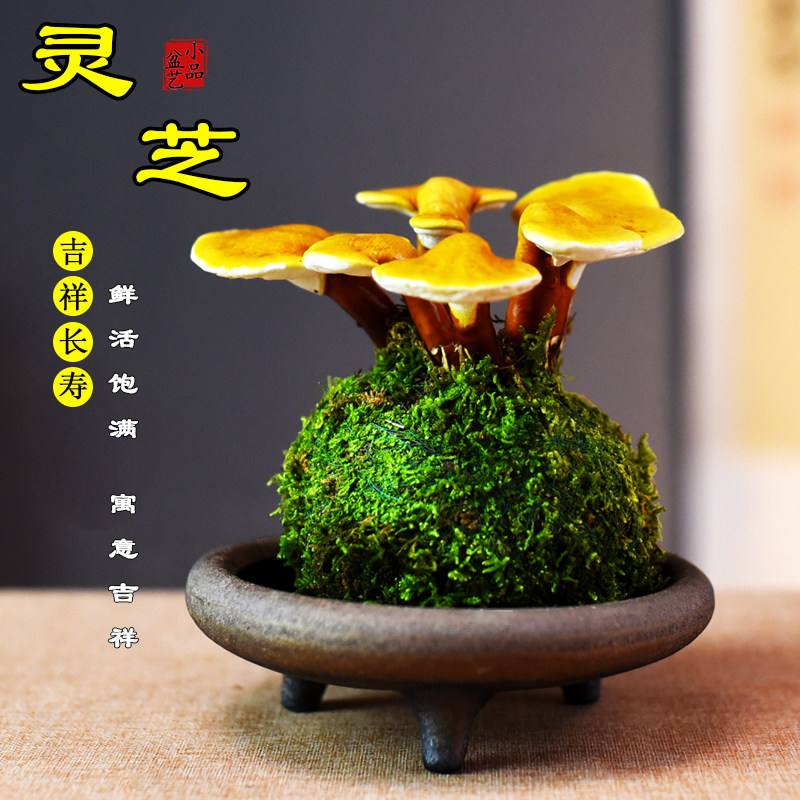 灵芝苔玉球活体盆栽室内桌面观赏植物好养易活招财开业送礼绿植