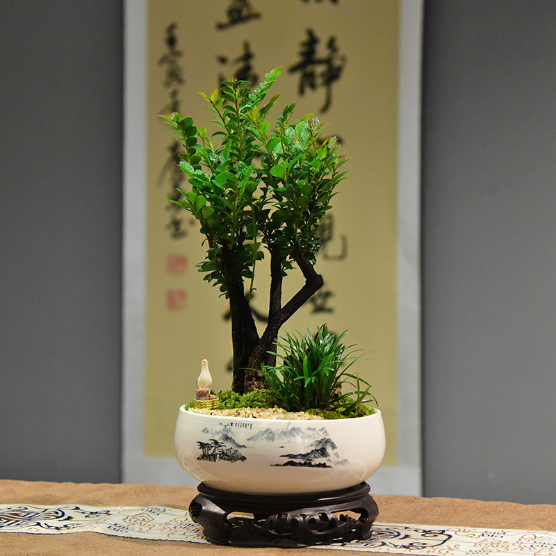 多杆丛林紫檀盆栽室内办公茶桌阳台黑骨茶绿植中式古风盆景好养