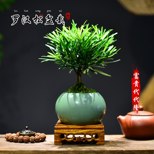 菊花罗汉松小盆栽室内办公室客厅茶室桌面绿植小盆景四季常青好养