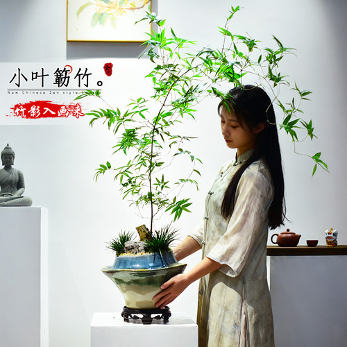 簕竹盆栽室内竹子观赏竹中式绿植节节高升桌面盆景四季好养送礼