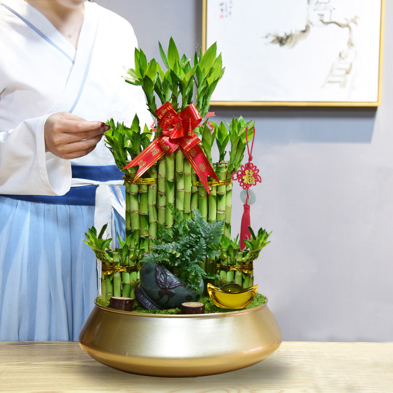 富贵竹节节高塔竹子带根盆栽转运招财绿植物室内客厅年宵花卉盆景