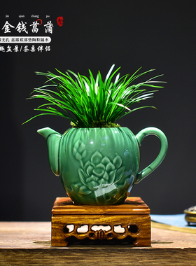 金凤凰金钱菖蒲盆栽黄金姬小盆景办公室植物茶壶艺术桌面绿植摆件
