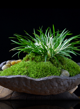 菖蒲盆景正宗金钱锦茶几随手香盆栽日本黄金姬书房蒲草办公室绿植