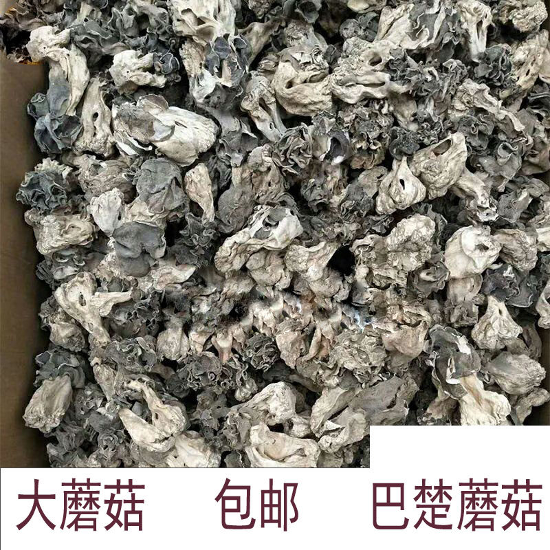 2024野生大蘑菇干货胡杨沙漠新疆巴楚野蘑菇皱柄羊肚菌巴楚菇500g