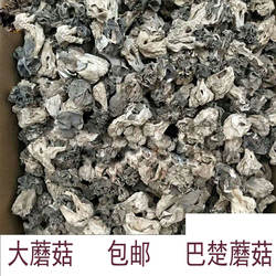 2026野生大蘑菇干货胡杨沙漠新疆巴楚野蘑菇皱柄羊肚菌巴楚菇500g