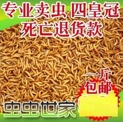鸟虫子蛋白虫鲜活黄粉虫鸟类饲料