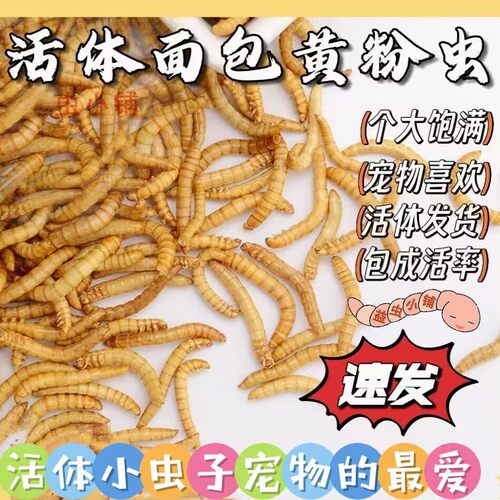 鸟虫子喂鸡蛋白鸟粮蛙蜥蜴鹦鹉虫