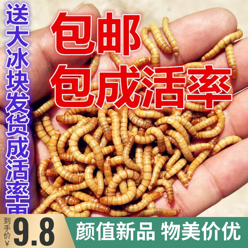 活体八哥饲料面包活虫幼鸟食虫子