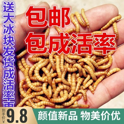 活体八哥饲料面包活虫幼鸟食虫子