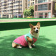 狗狗衣服春夏新款 泰迪柯基背心中型犬宠物用品小型犬 服饰夏天薄款