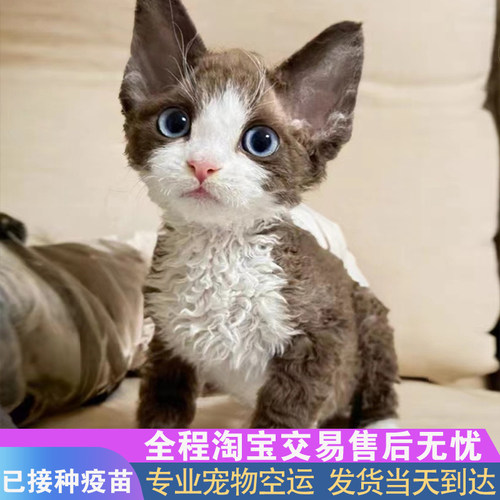 德文卷毛猫幼猫纯种双血统不掉毛