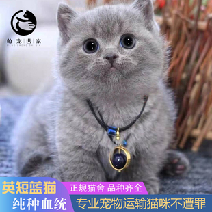 小猫咪活物英短蓝猫幼猫蓝白猫英短金银渐层布偶猫美短虎斑宠物猫
