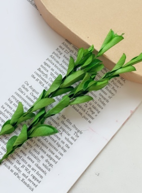 植物集DIY干花材料永生千层金