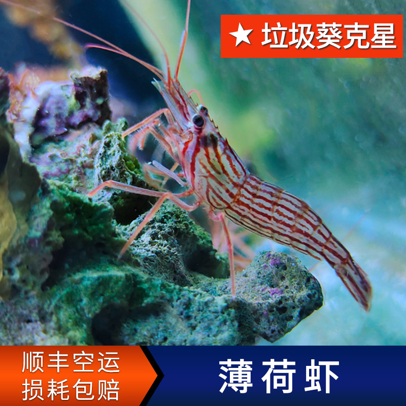 薄荷虾垃圾葵克星观赏虾