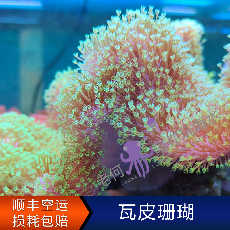 瓦皮珊瑚荧光绿花皮革无花珊瑚