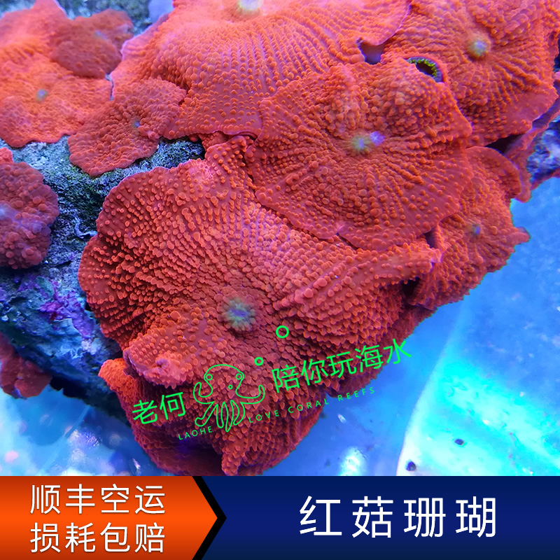 精品大红菇正红色香菇活体珊瑚
