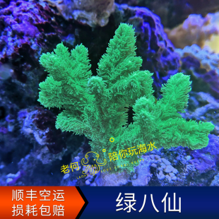 新手试水 人工LPS 印尼荧光绿毛 绿八仙断枝断肢断支 SPS硬骨珊瑚