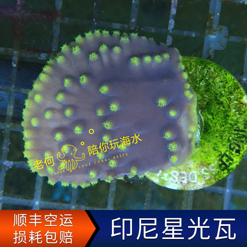 印尼星光瓦 断枝断肢断支 紫身黄花圆盘珊瑚 人工lps sps硬骨珊瑚