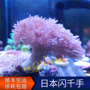 日本闪千手 SPS海缸水族软体活物 斐济印尼断枝活珊瑚人工活体LPS