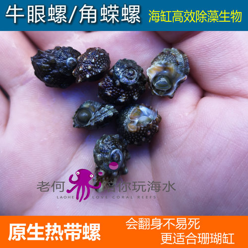 蝾螺利器活体清理工具生物除藻
