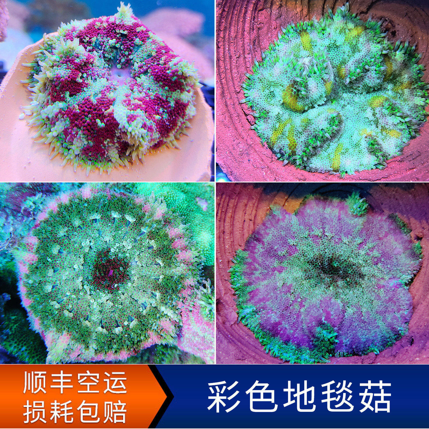 彩色地毯菇珊瑚 lps软体炫彩珊瑚  迷你地毯海水缸活体断枝