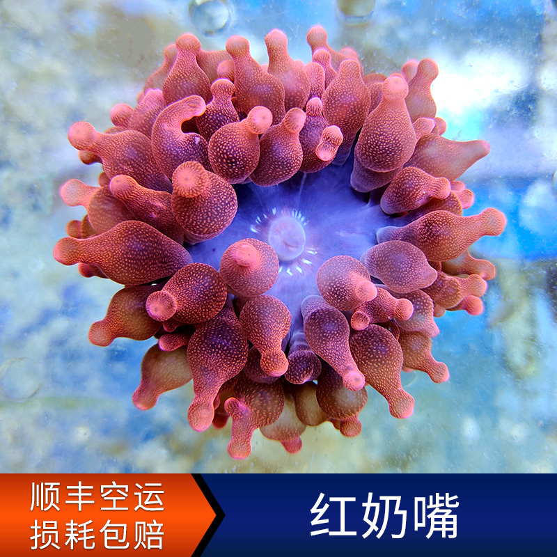 进口红奶嘴海葵 LPS软体荧光珊瑚  海葵海水缸活体小丑鱼