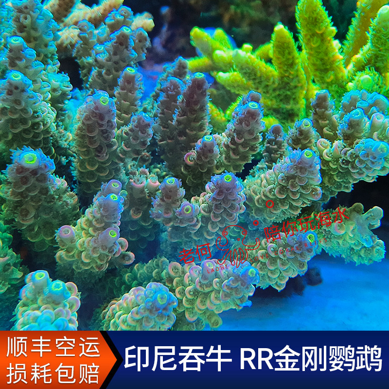 印尼彩色吞牛 RR红毛金刚鹦鹉迪斯尼 断枝断支A属人工SPS硬骨珊瑚