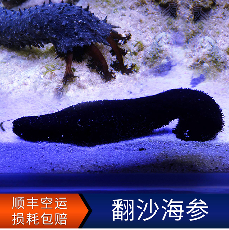 翻沙黑海参活体大海参翻沙生物