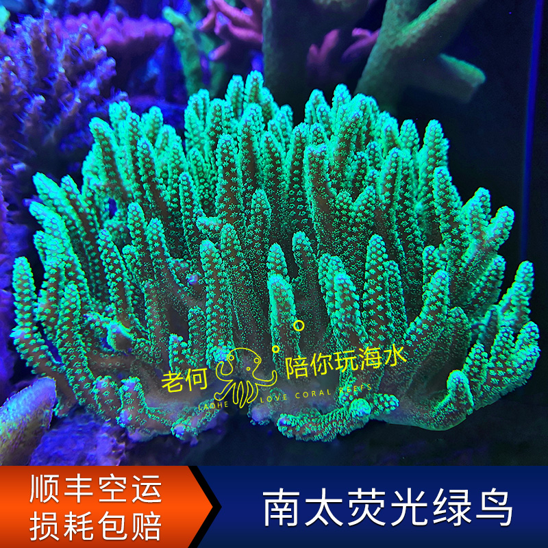 南太绿鸟荧光绿鸟巢活物珊瑚
