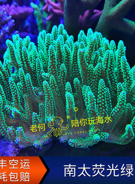 南太绿鸟荧光绿鸟巢活物珊瑚