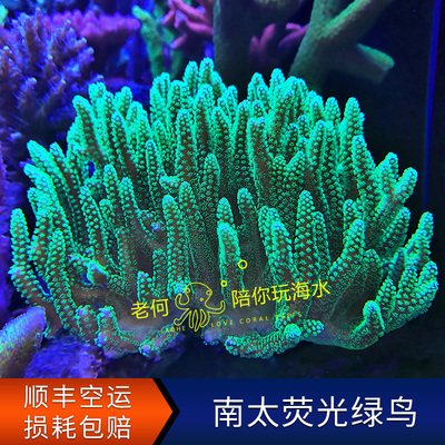 南太绿鸟荧光绿鸟巢活物珊瑚