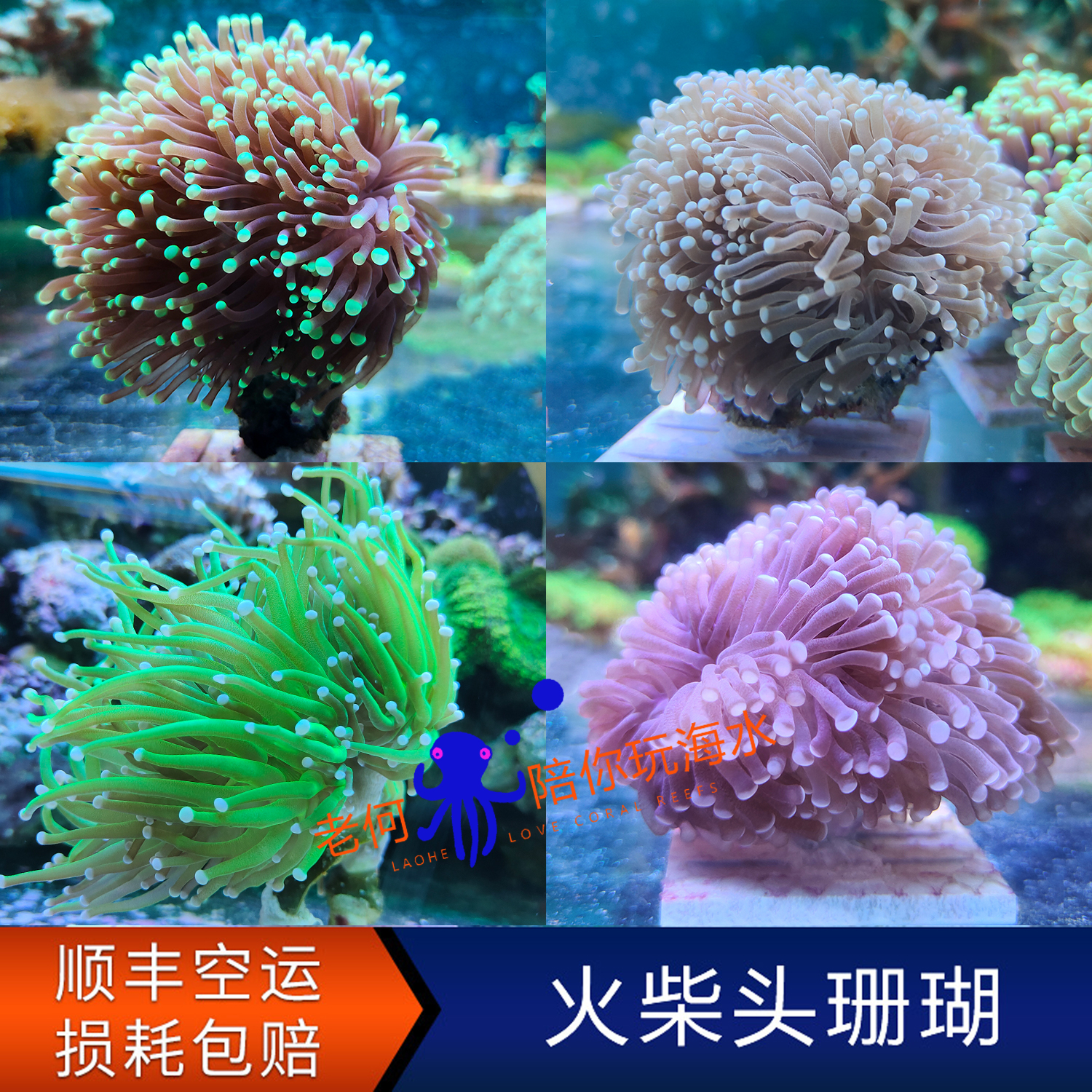精品火柴头珊瑚 人工lps软体活体海水缸真叶珊瑚