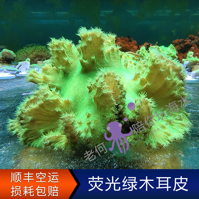 荧光绿木耳皮革 无花皮革 手指皮革 活体人工新手试水软体lps珊瑚