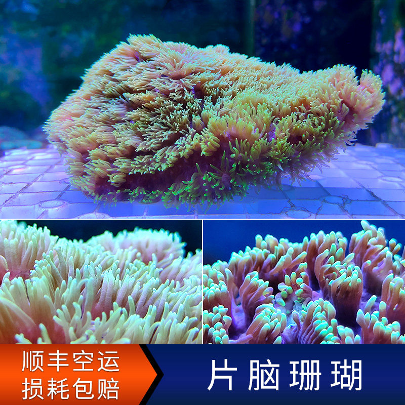 片脑珊瑚 lps软体 草皮荧光珊瑚 海水缸真体活物人工繁殖断肢