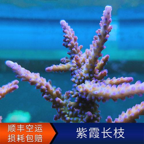 紫霞长枝糖果长枝紫霞仙子珊瑚