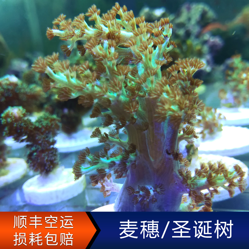 麦穗圣诞树珊瑚 软手指皮革 活体人工新手试水珊瑚软体珊瑚LPS