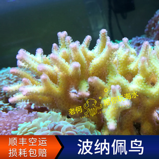 波纳佩鸟印尼三色鸟黄鸟断支断枝断肢P属鸟巢人工LPS SPS硬骨珊瑚