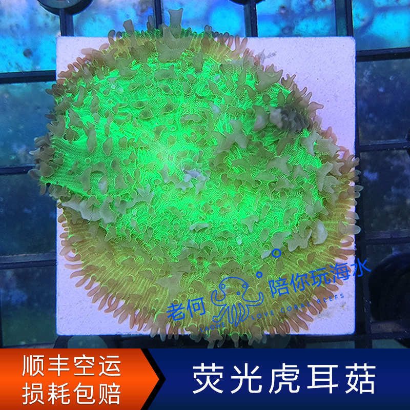 虎耳菇象耳菇珊瑚 软体珊瑚 lps珊瑚 活体人工新手试水断枝珊瑚