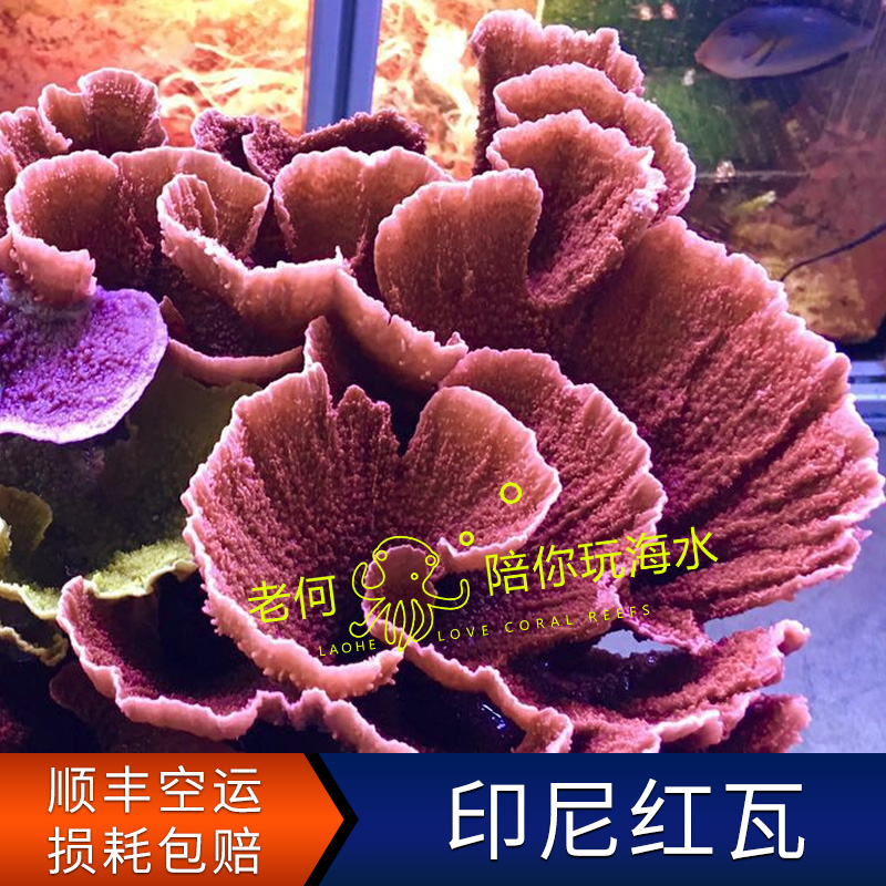 印尼红瓦片活体断枝珊瑚