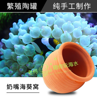 老何玩海水 奶嘴海葵窝小丑鱼陶罐躲避洞屋卵洞虾屋虾罐繁殖罐