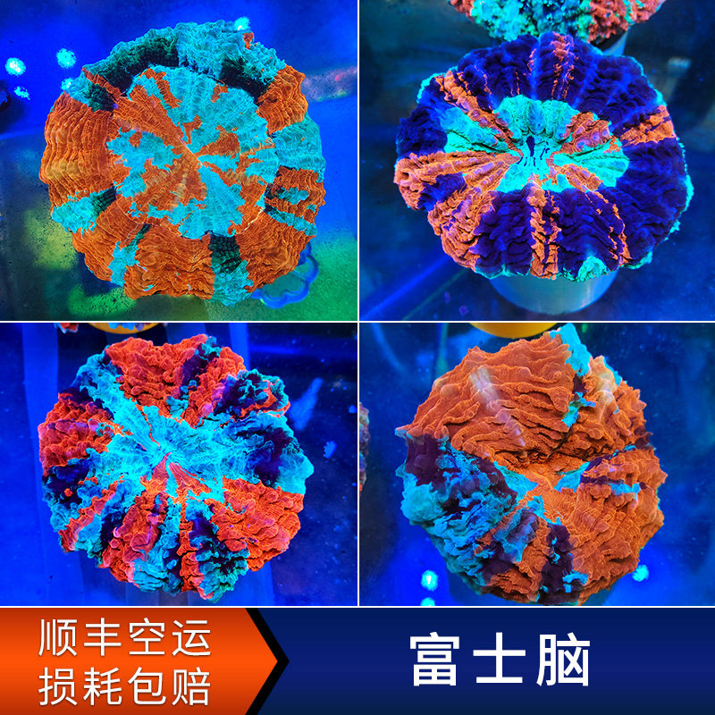 油彩富士脑珊瑚 lps软体绚丽多彩珊瑚海水缸真体活物脑类软体断肢