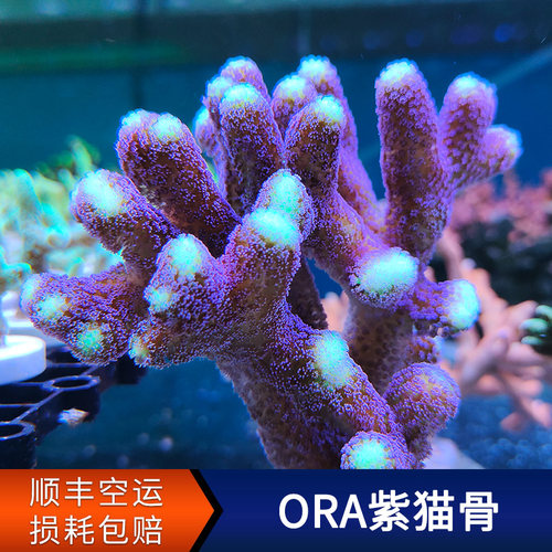 ORA紫猫骨SPS硬骨珊瑚