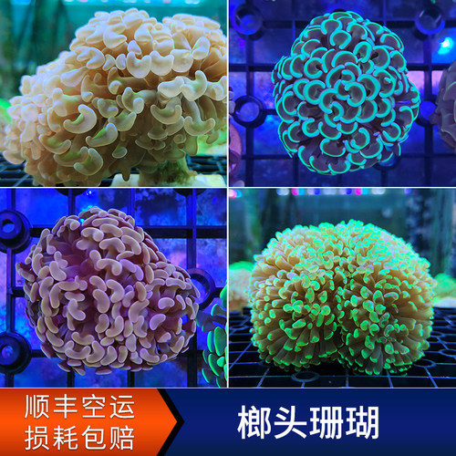 精品分枝双色榔头彩金榔头