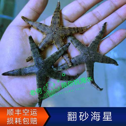 翻砂海星海缸翻砂生物灰海星