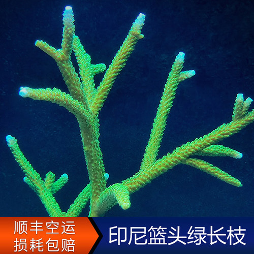 印尼篮头绿长枝断枝珊瑚