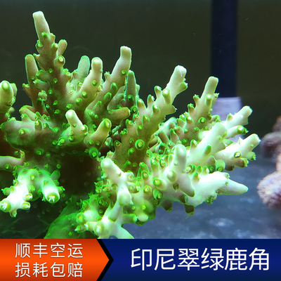 印尼翠绿鹿角珊瑚SPS硬骨珊瑚