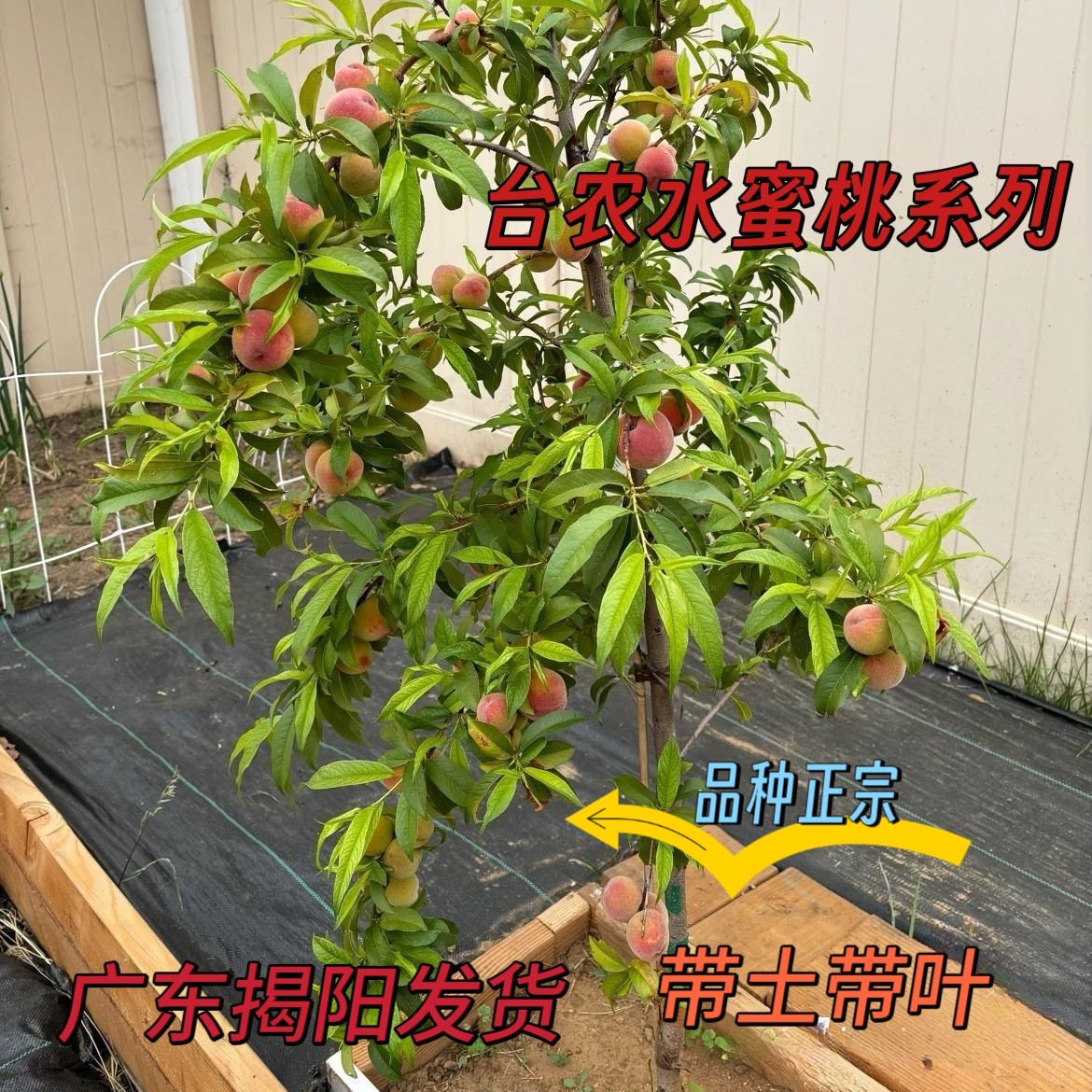 正版台农9号 台农7号水蜜桃苗包对版盆栽地栽桃树苗带土带叶