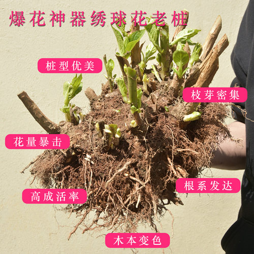 绣球花老桩无尽夏18年精品大苗